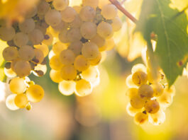 white grapes in vineyard picjumbo com focuspoint 792x455