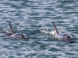 a háború döbbenetes következménye: tömegesen pusztulnak el a delfinek