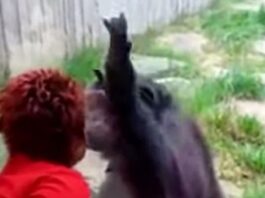 csimpánzzal bonyolódott szerelmi viszonyba a magányos nő, kitiltották az állatkertből