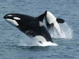 1200px killerwhales jumping