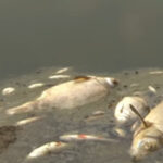 Tömeges halpusztulás az Odera folyó német oldalán. Hirmagazin.eu Kép: az euronews videójából.
