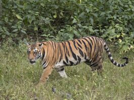 bengal tiger (panthera tigris tigris) female 3