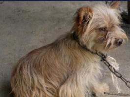 Illusztráció. A gyomaendrődi állatkínzók meggyilkoltak egy kutyát, az ügyészség vádat emel. Hirmagazin.eu
