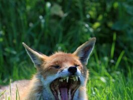 fox animal wild wildlife red red fox close up details yawning