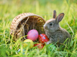easter,bunny,and,easter,eggs,on,green,grass,field,spring