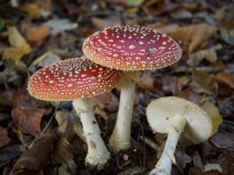Gombafajok, ehető gombák, mérges gombák. A képen (Amanita Muscaria), Hirmagazin.eu A kép forrása: Wikipédia