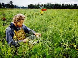farmer kneeling in field harvesting organic fennel