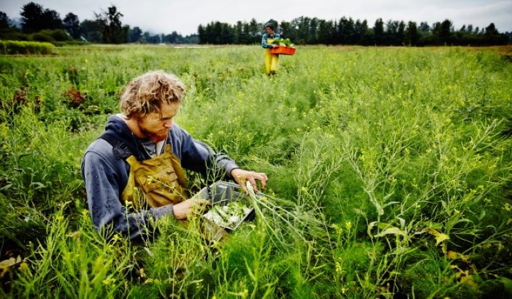 farmer kneeling in field harvesting organic fennel