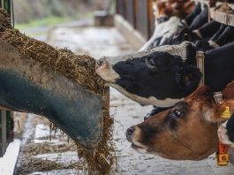 29 november 2021, aranova, italy cattle feeding at the biola' farm.