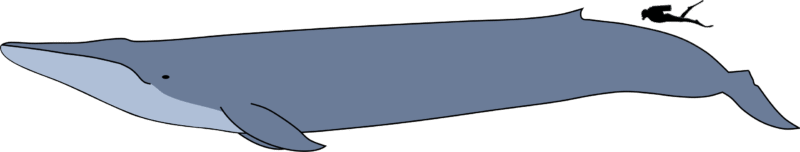 blue whale size.svg
