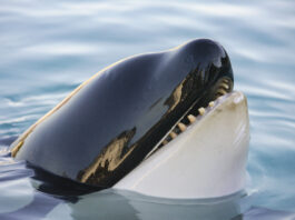 antibes parc marineland antibes marineland killer whales end of shows