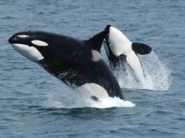 killerwhales jumping