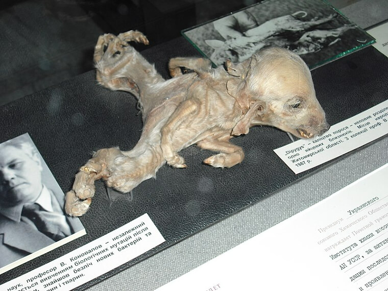 Egy csernobili malac