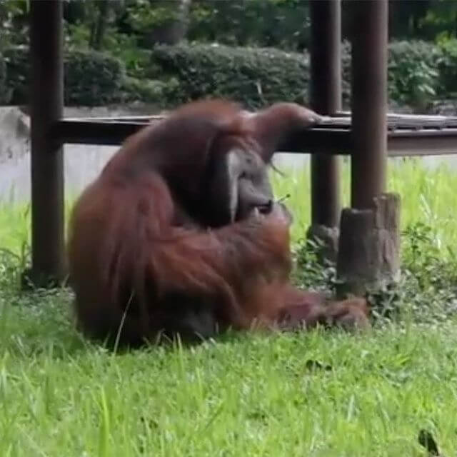 Az orangután rossz szokásai