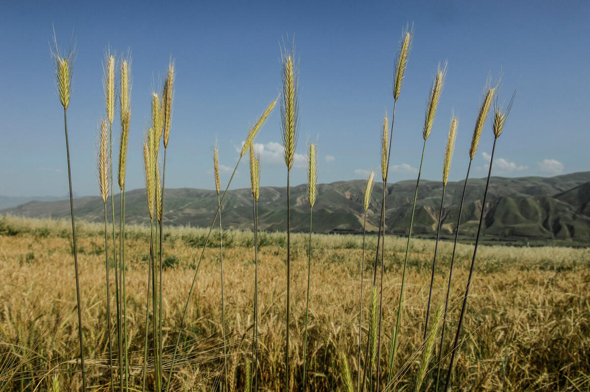 wheat field, tajikistan
