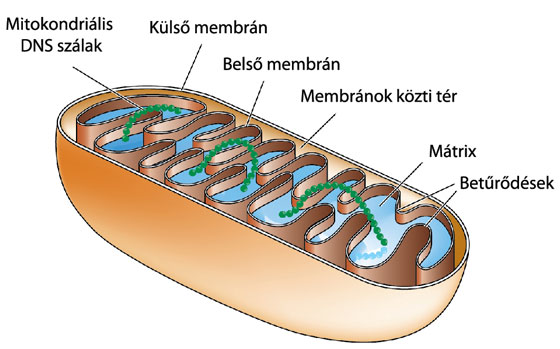 mitokondriumok