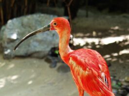 1200px eudocimus ruber scharlachsichler scarlet ibis