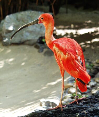 1200px eudocimus ruber scharlachsichler scarlet ibis