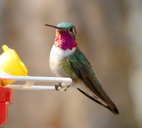 male broad tailed hummingbird 1