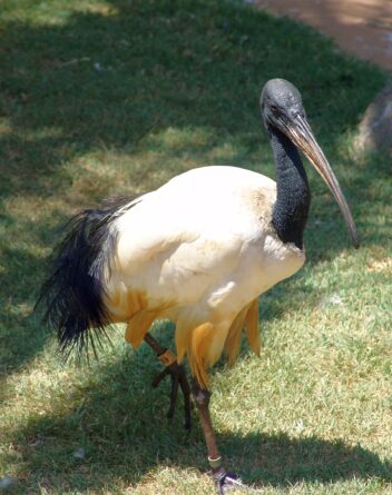 sacred ibis threskiornis aethiopicus