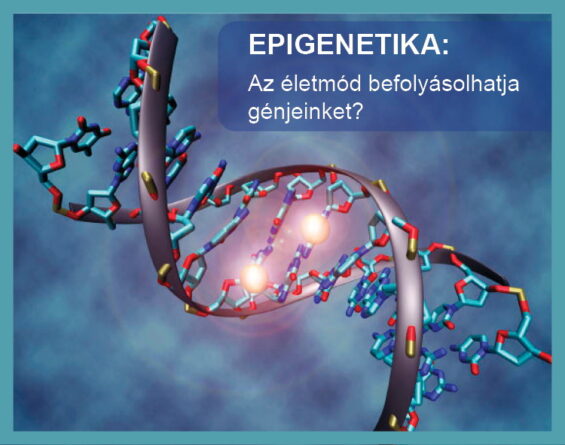 3 epigenetika befolyasolhatja a genjeinket