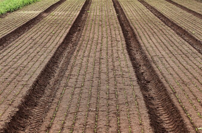 anaterate field 6723680 1920