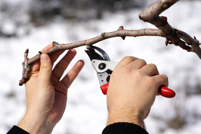 gyümölcsfa metszése, illusztráció, a kép tulajdonosa bognár géza