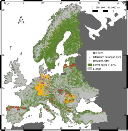 az oreg erdok szenmegkotese europaban sokkal nagyobb mint korabban gondoltuk 3424 1002x1024 1