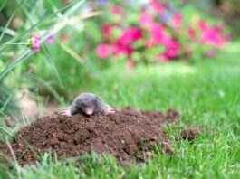 mole in a garden