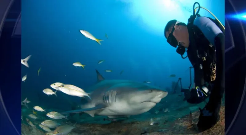 221120 swimming with bull shark off cuba