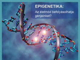 3 epigenetika befolyasolhatja a genjeinket