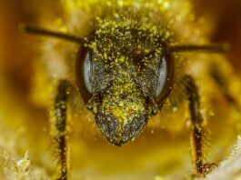 red mason bee (osmia rufa) in nesting tube