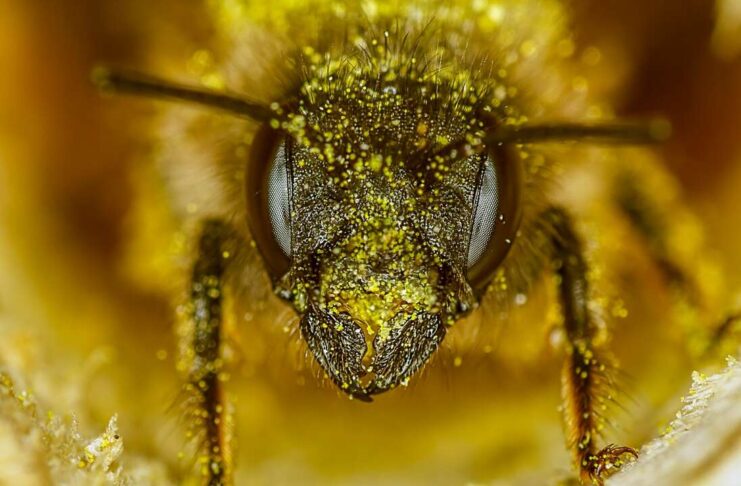 red mason bee (osmia rufa) in nesting tube