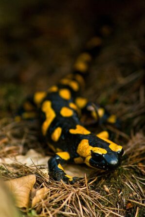 salamandra salamandra