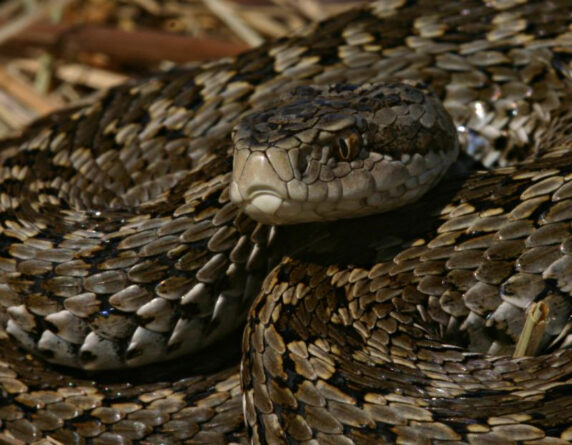 vipera u rakosiensis