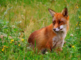 rød ræv (vulpes vulpes)