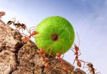 Hangyairtás természetesen: így számolj le velük vegyszerek nélkül! hangyairtas