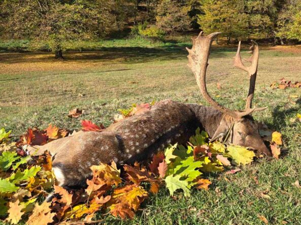 a559ec046d1546b1a0a53ba4c50ed540