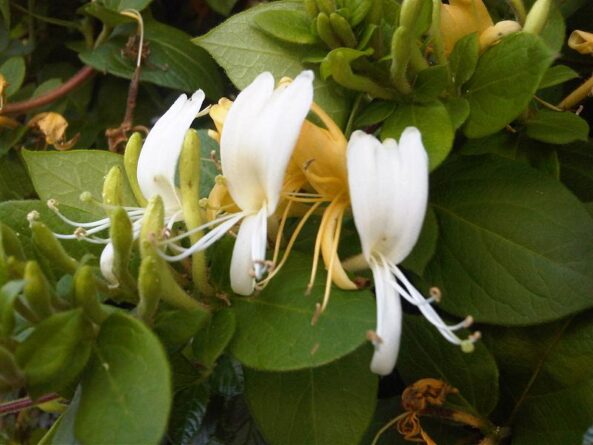 dipsacales lonicera japonica