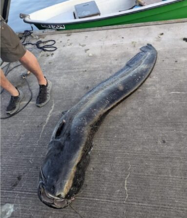 kapitális harcsa, fürdőzőkre támadt, police.hu