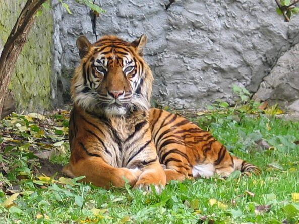 panthera tigris sumatran subspecies,