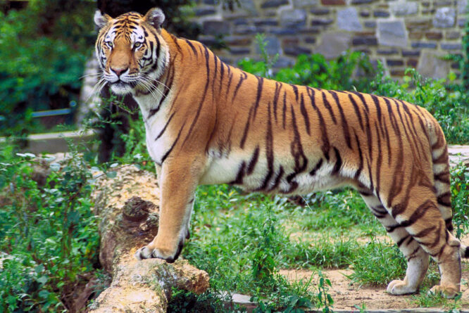 panthera tigris tigris