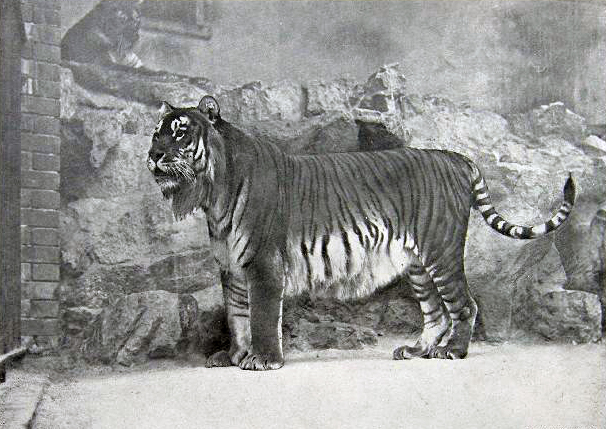 panthera tigris virgata,