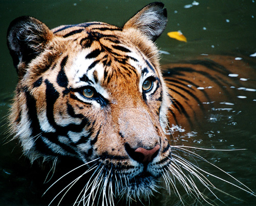 tiger in the water,