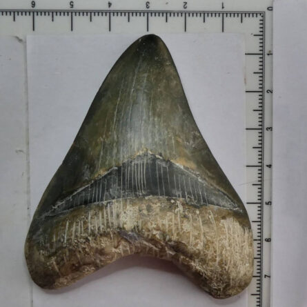 megalodon fog fosszilia, chat gpt